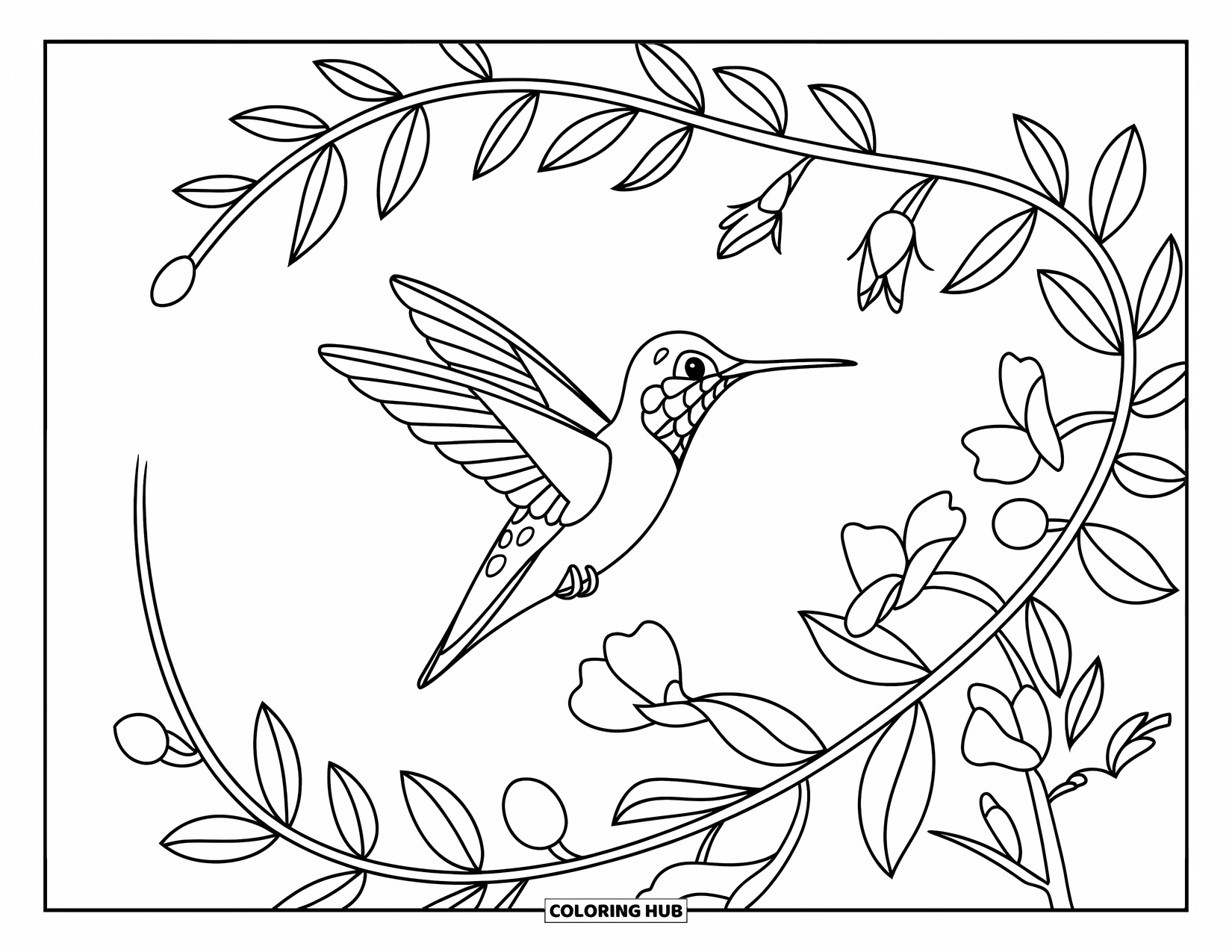 Kolibrie Kleurplaat voor Kinderen: Een kleine kolibrie landt op een tak vol bladeren en bloemknoppen