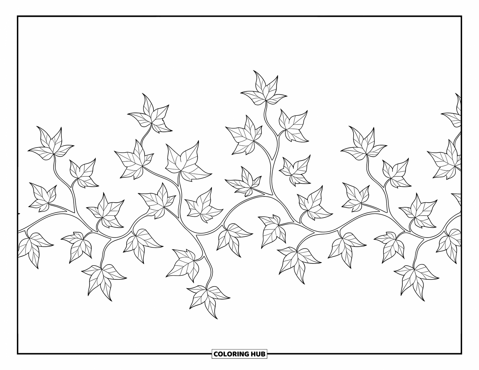 Desen de colorat cu frunze pentru adulți: Frunze de iederă cățărătoare formează o bordură spiralată fascinantă, cu detalii delicate și complicate
