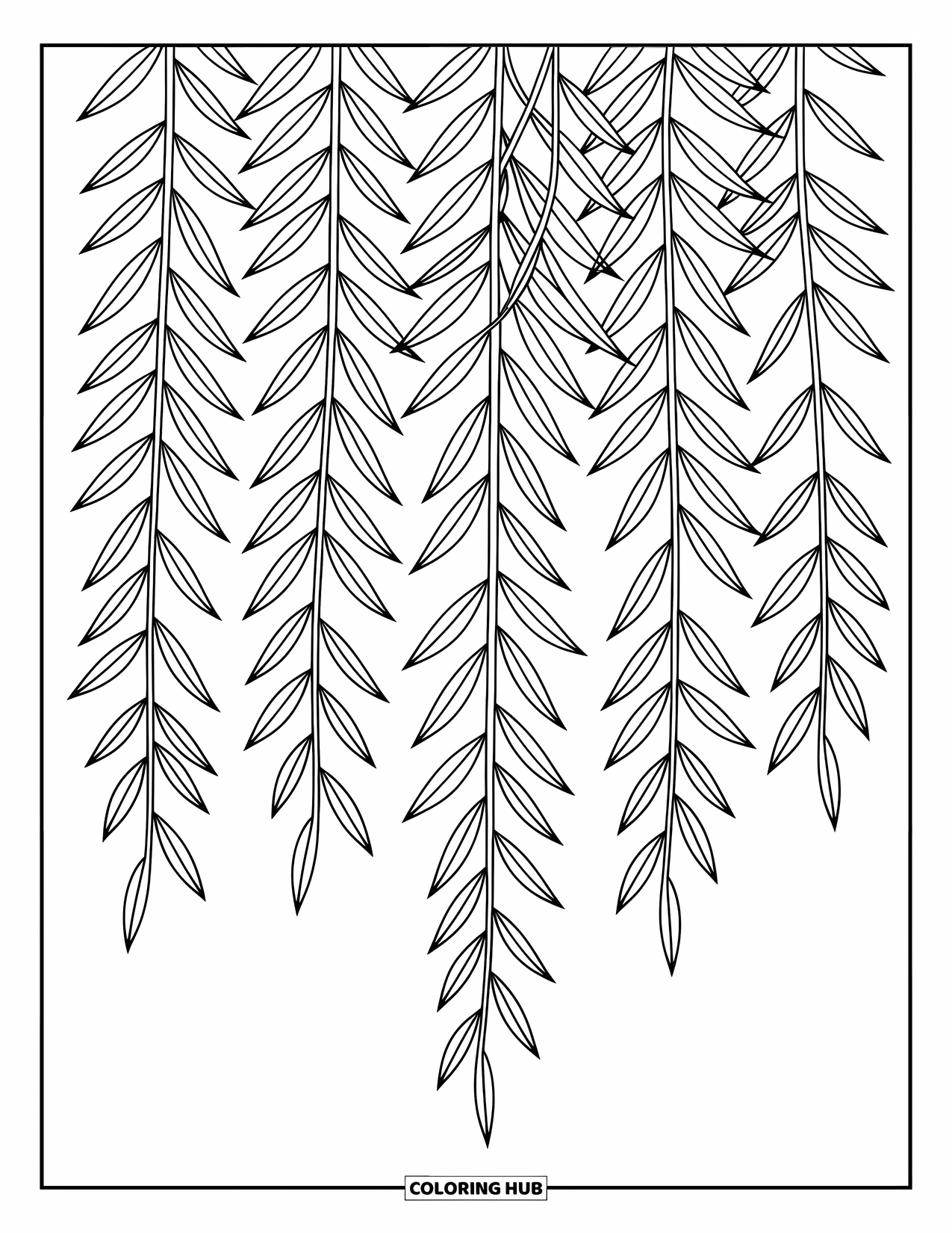 Desen de colorat cu frunze pentru copii: Un grup de frunze lungi de salcie atârnă grațios, formele lor subțiri legănându-se ușor