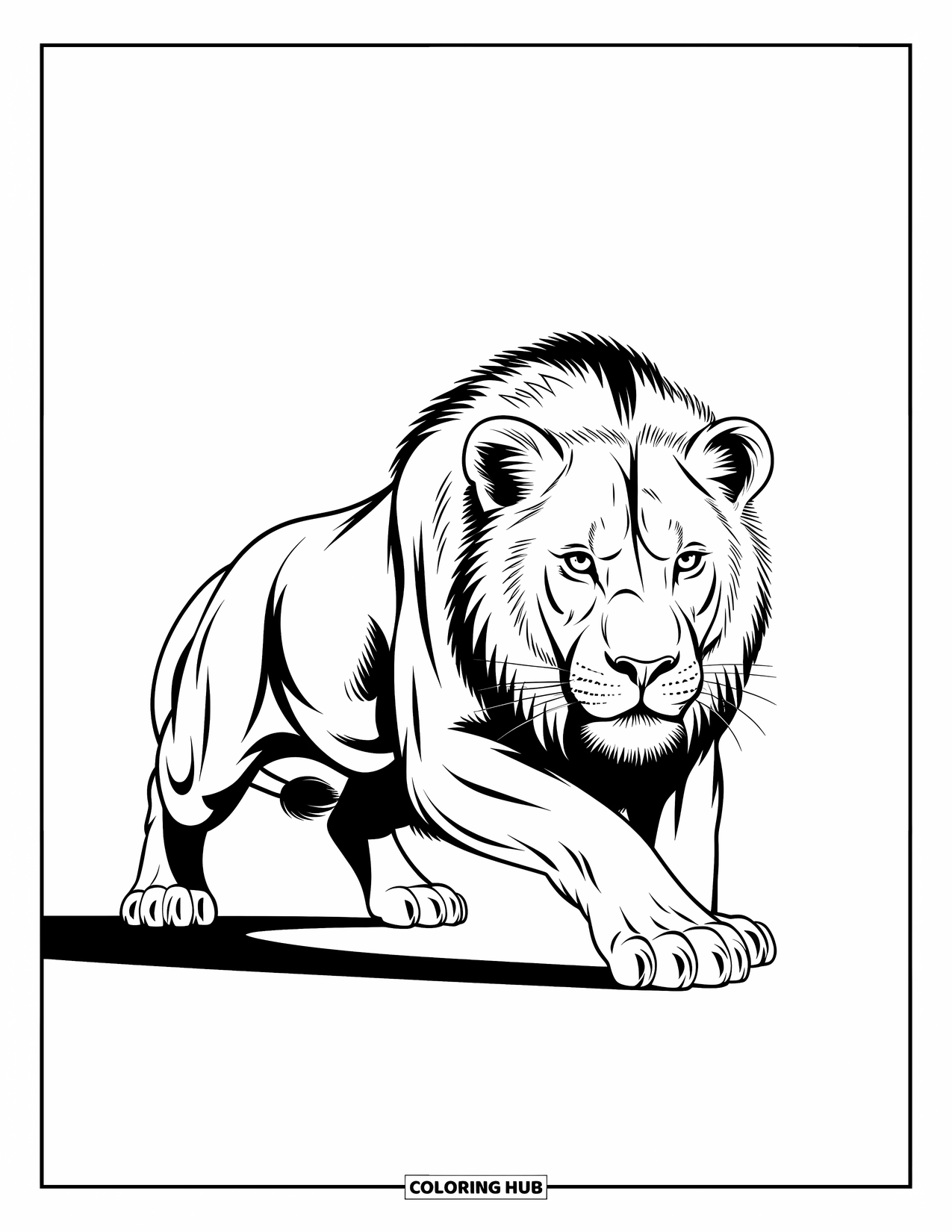 Kolorowanka z lwem dla dzieci: Przyczajony lew napina mięśnie, gotowy do akcji z dzikim i zdeterminowanym spojrzeniem