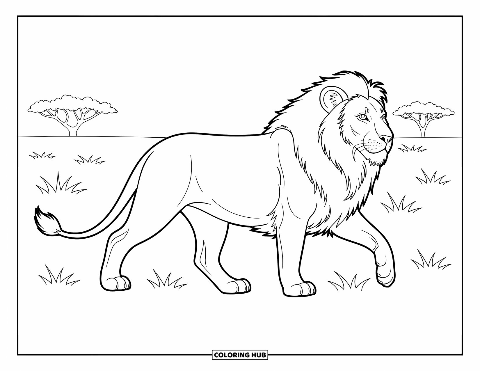 Kolorowanka z lwem dla dzieci: Lew idzie przez łąki, a jego grzywa powiewa, gdy obserwuje horyzont
