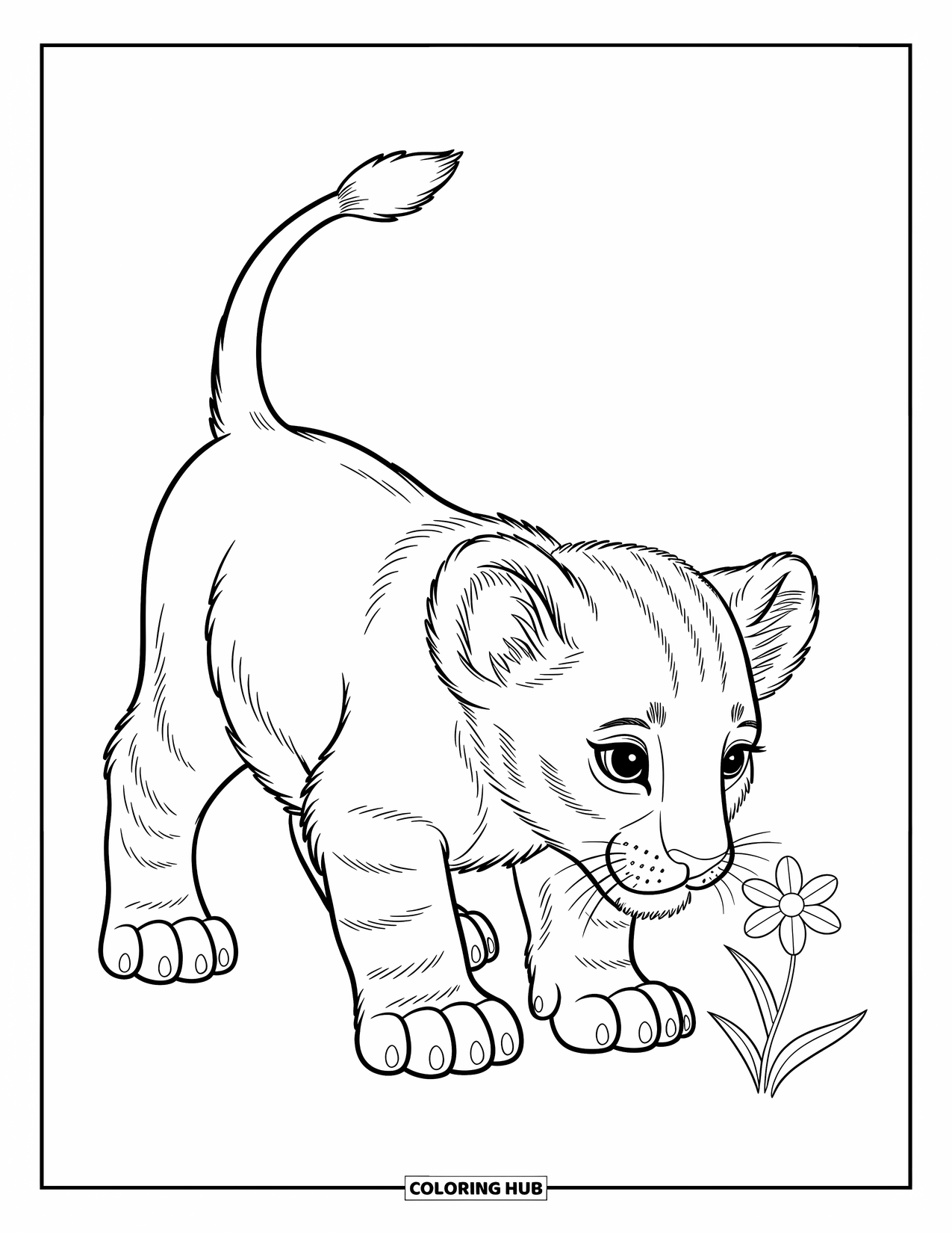 Kolorowanka z lwem dla dzieci: Figlarne lwiątko z podniesionym ogonem delikatnie wącha mały kwiat z zachwytem