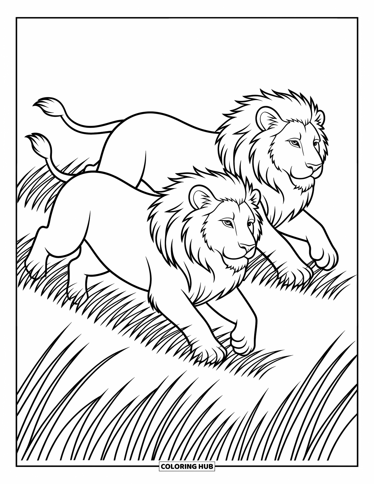 Kolorowanka z lwem dla dzieci: Dwa lwy pędzą przez trawiaste pole, a ich potężne kroki są pełne energii