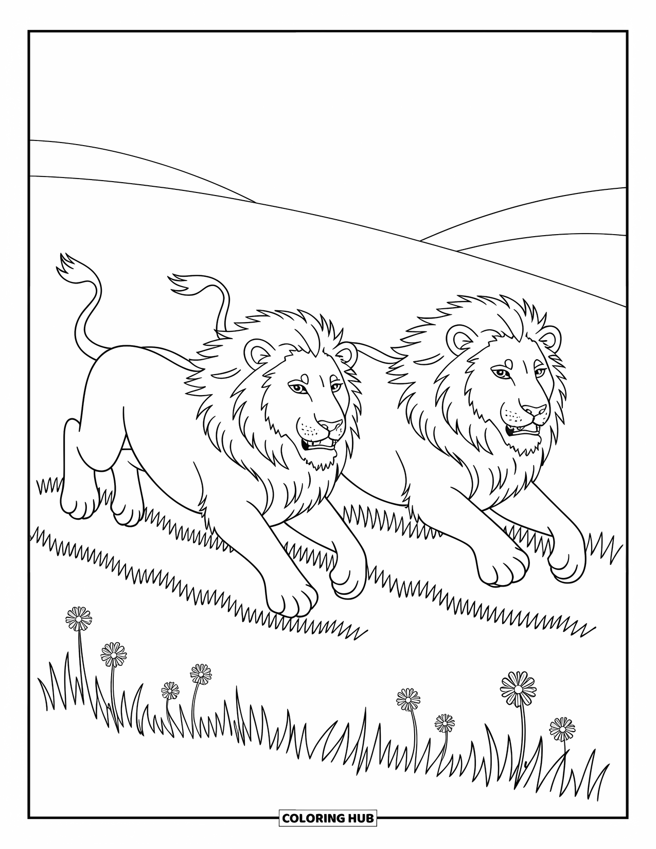 Kolorowanka z lwem dla dzieci: Dwa lwy biegną przez trawiaste pole, a ich powiewające grzywy dodają poczucia ruchu