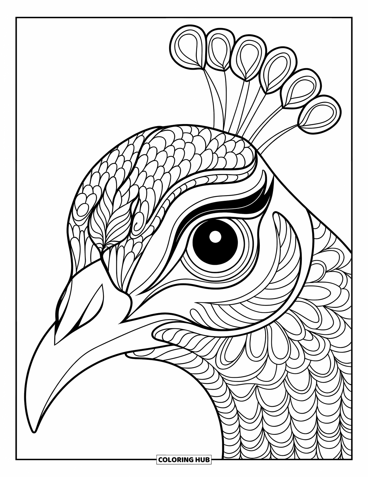 Disegno da colorare di un pavone per adulti: Un primo piano della faccia di un pavone mostra intricati motivi intorno al suo occhio