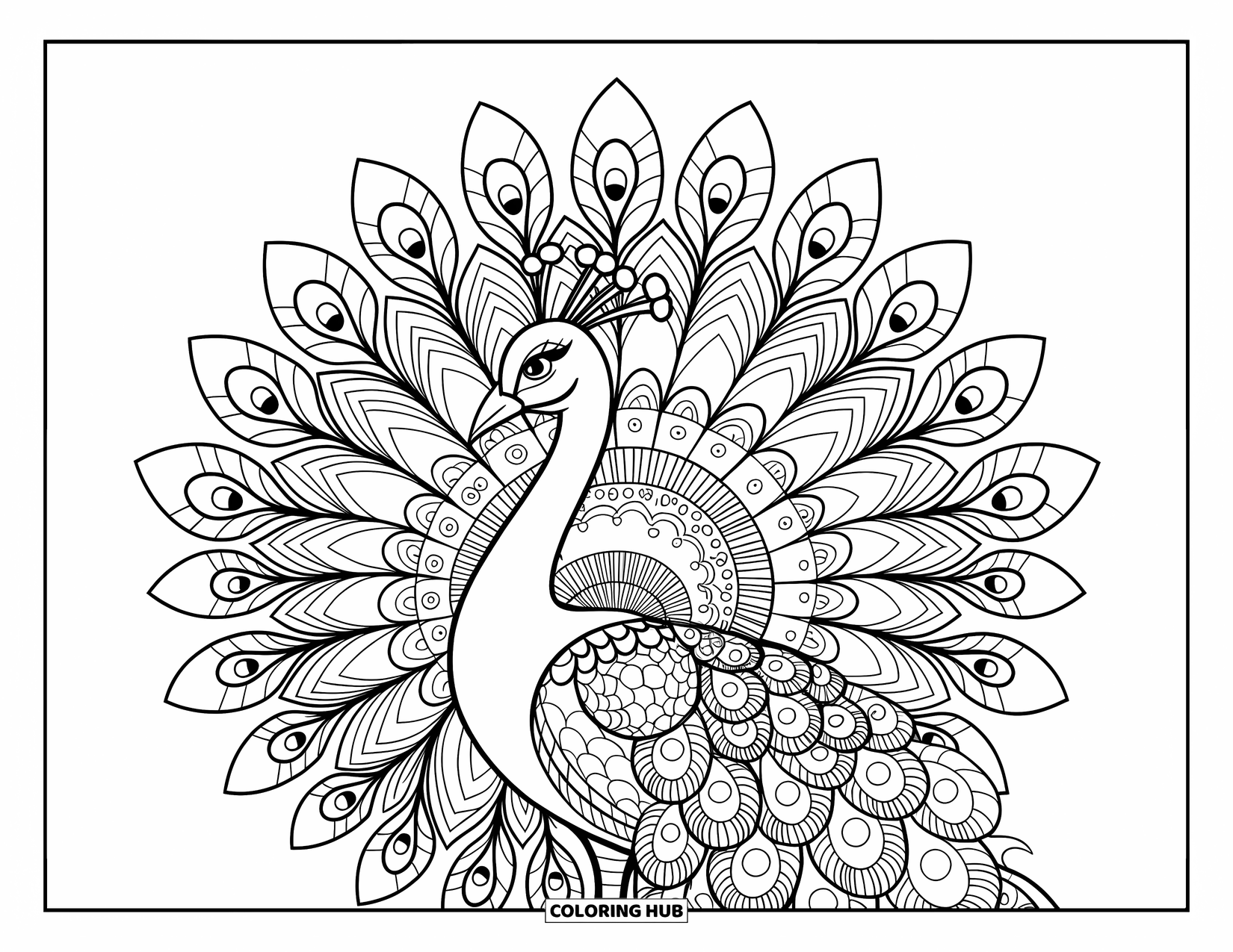 Disegno da colorare di un pavone per adulti: Le piume di un pavone sono riempite di spirali e punti in uno stile zentangle