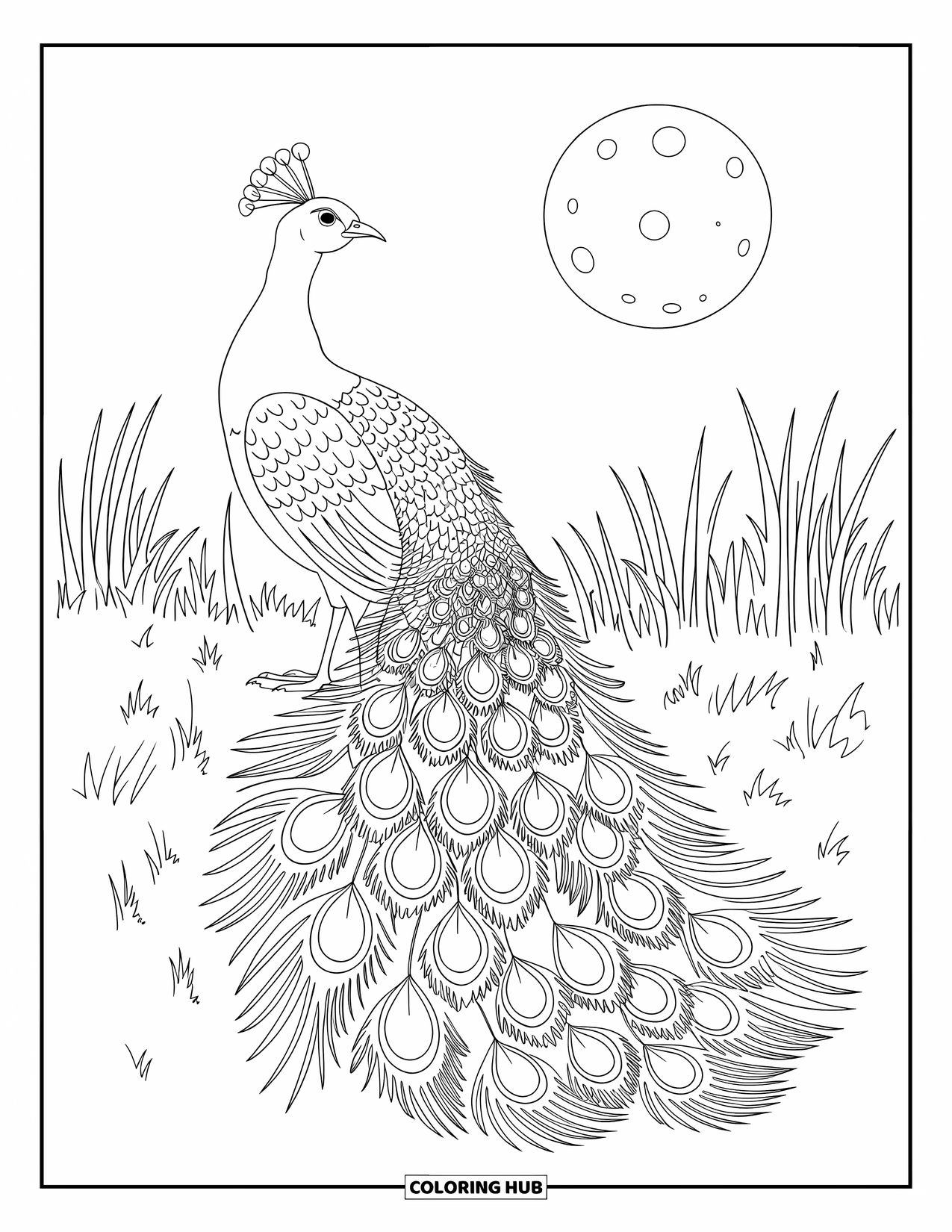 Disegno da colorare di un pavone per adulti: La coda di un pavone ha stelle e spirali in un prato illuminato dalla luna