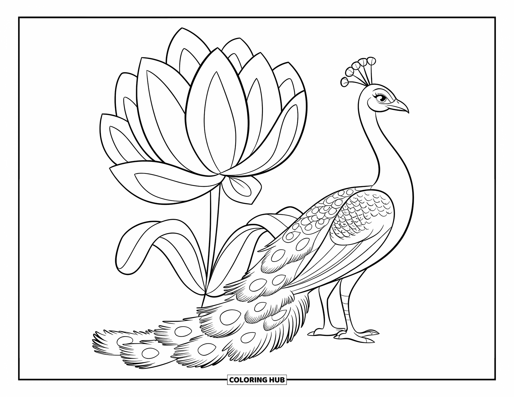 Disegno da colorare di un pavone per bambini: Un pavone si erge vicino a un grande fiore, mostrando le sue grandi piume