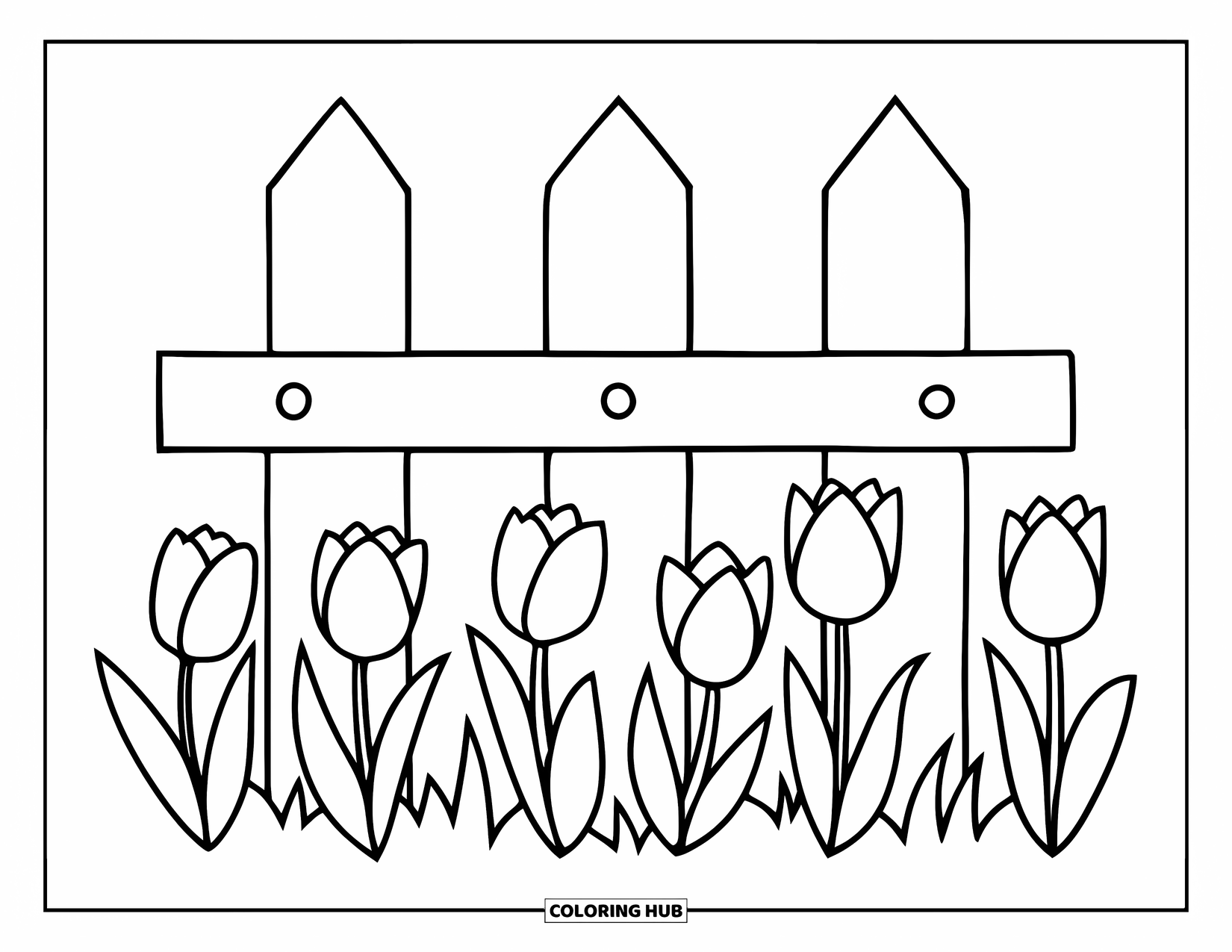 Desen de colorat cu lalele pentru copii: Lalelele înfloresc în fața unui gard de lemn cu un aspect curat și simplu