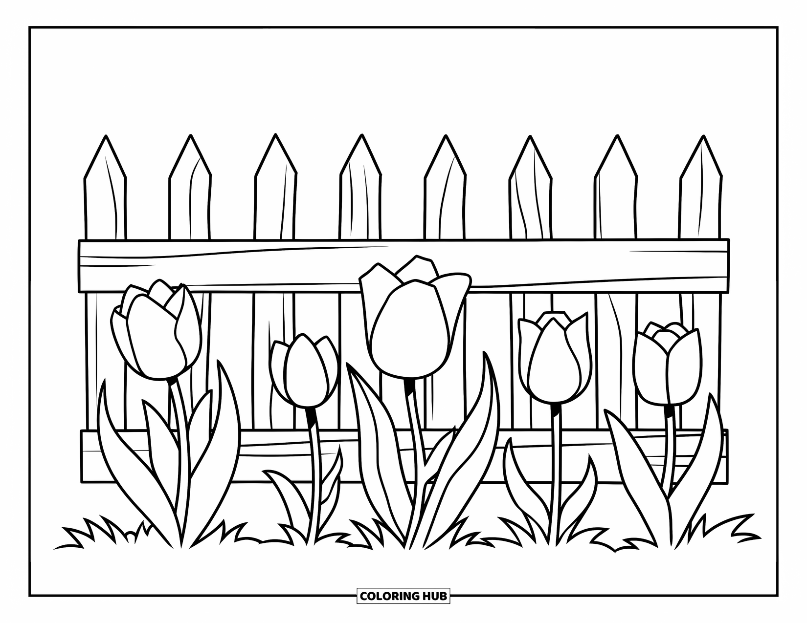 Desen de colorat cu lalele pentru copii: Lalele cu tulpini lungi înfloresc în fața unui gard de lemn