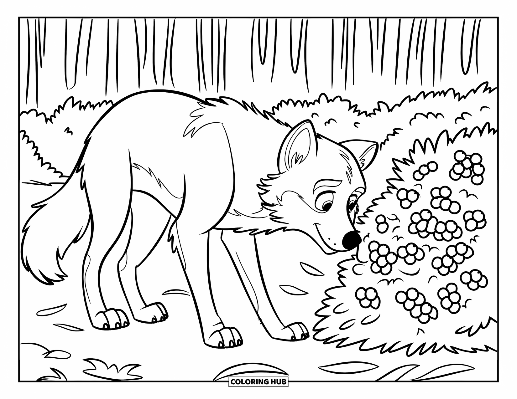 Kolorowanka z wilkiem dla dzieci: Wilk z puszystym ogonem wącha jagody na leśnym dnie