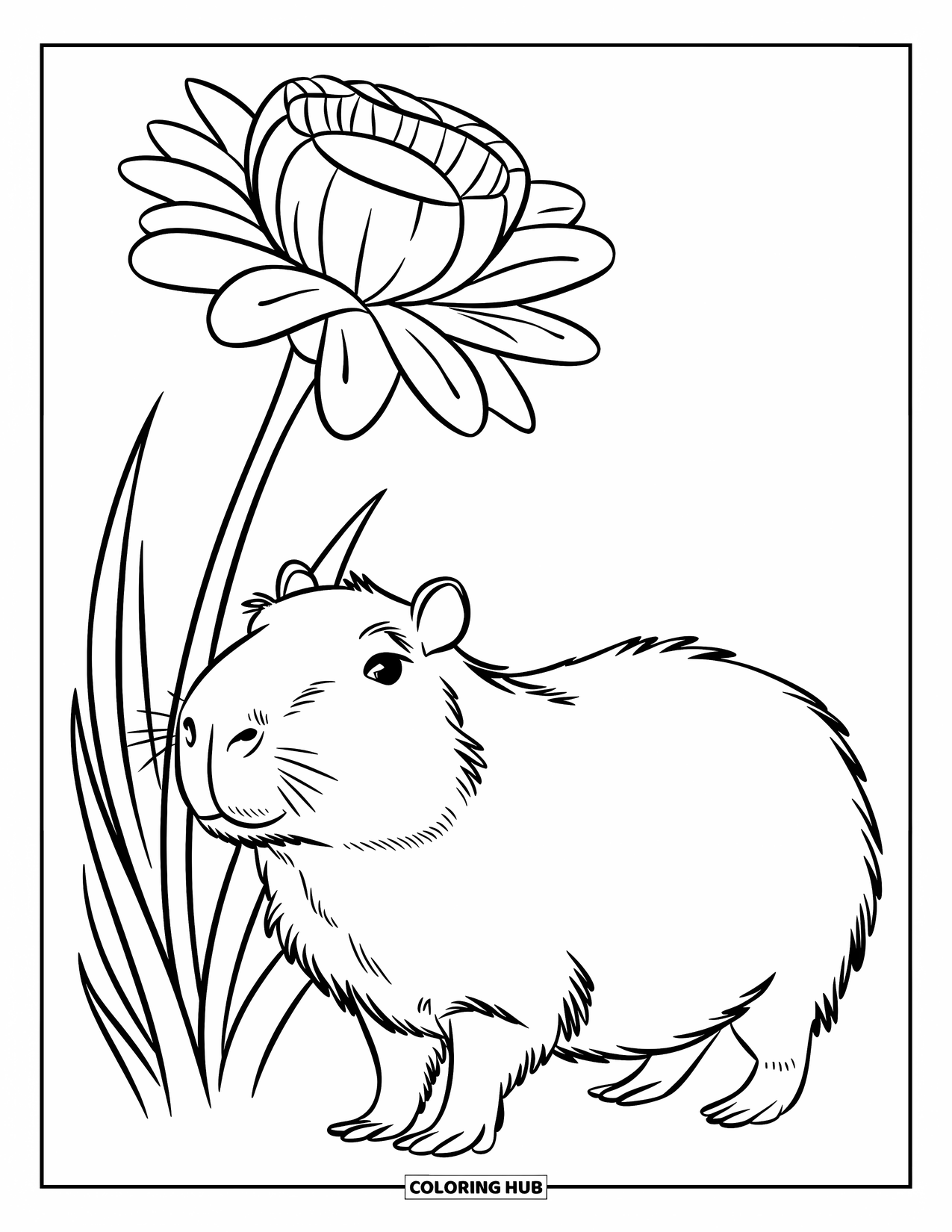 Capybara Coloring Page for Kids: Capybara with short legs stands next to a tall flower on a blank backdrop