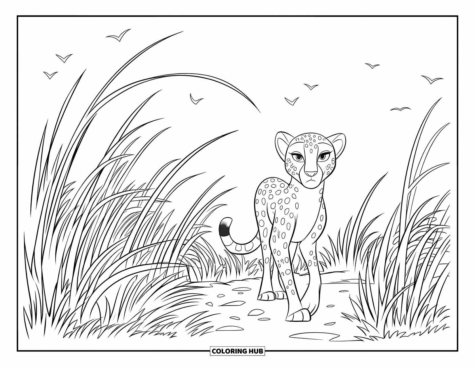 Disegni di ghepardi da colorare per bambini: Un ghepardo cammina lungo un sentiero sterrato tra l'erba alta mentre gli uccelli volano sopra la terra aperta