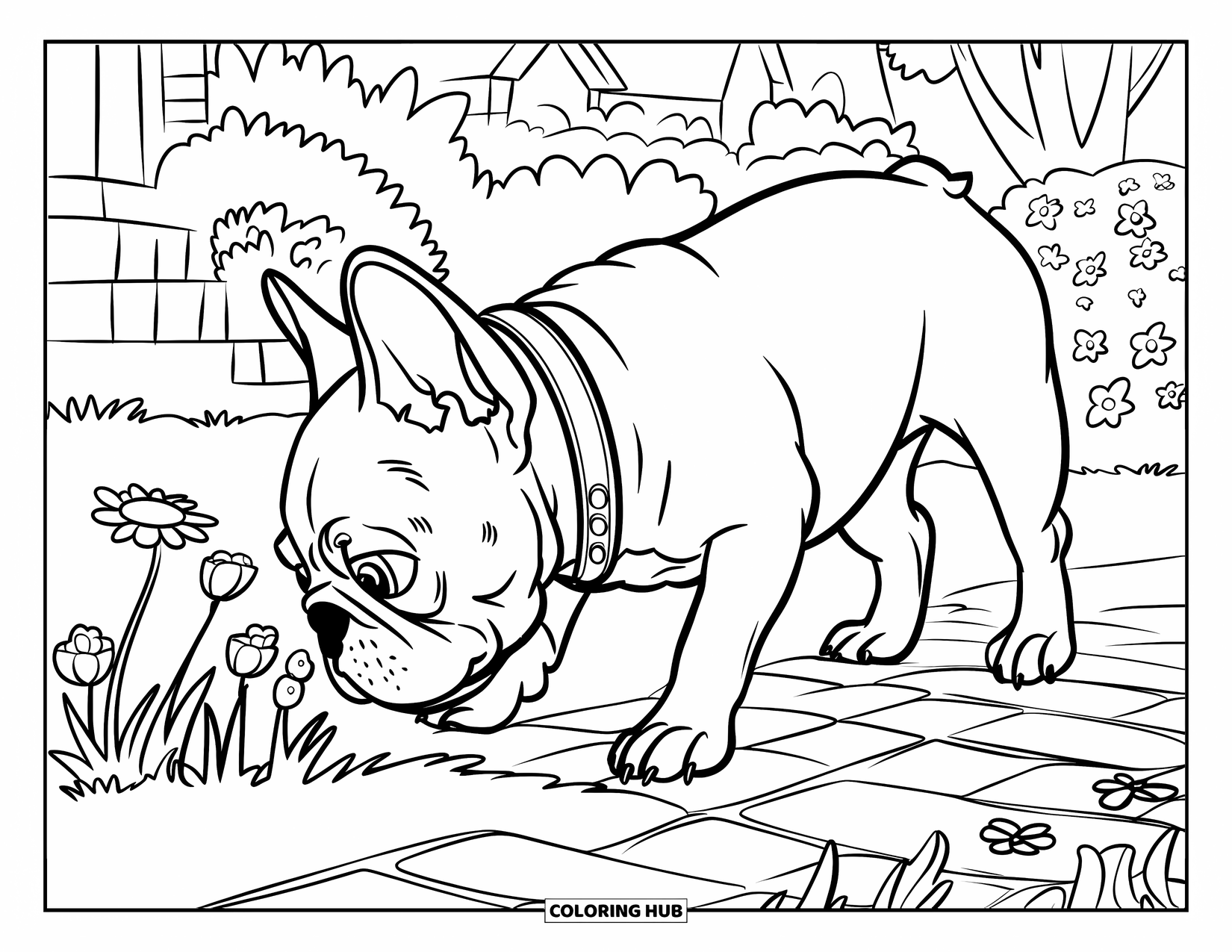 Desenho de Bulldog Francês para Crianças: Bulldog Francês cheira flores ao longo de um caminho no quintal