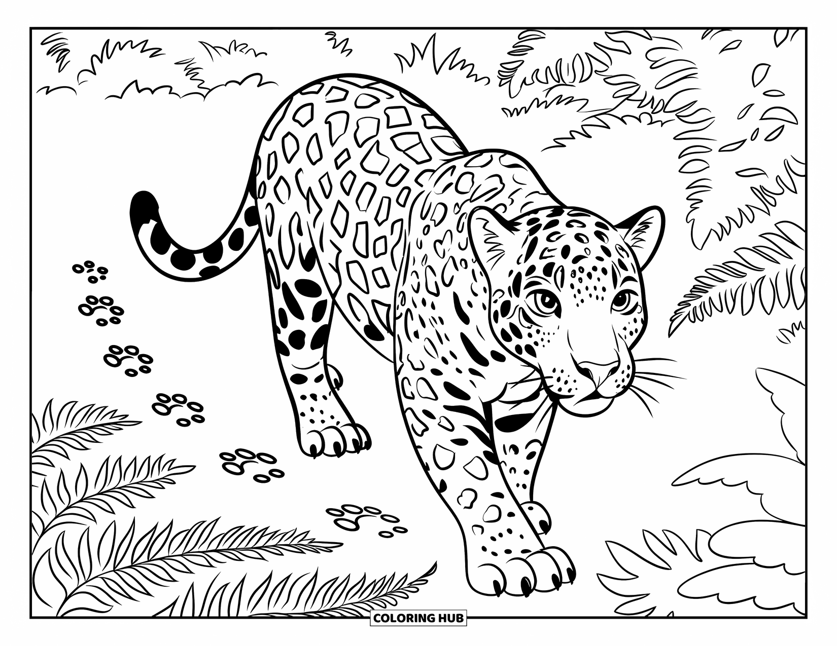 Jaguar Ausmalbild für Kinder: Ein Jaguar geht mit einer Spur von Pfotenabdrücken durch Waldfarne