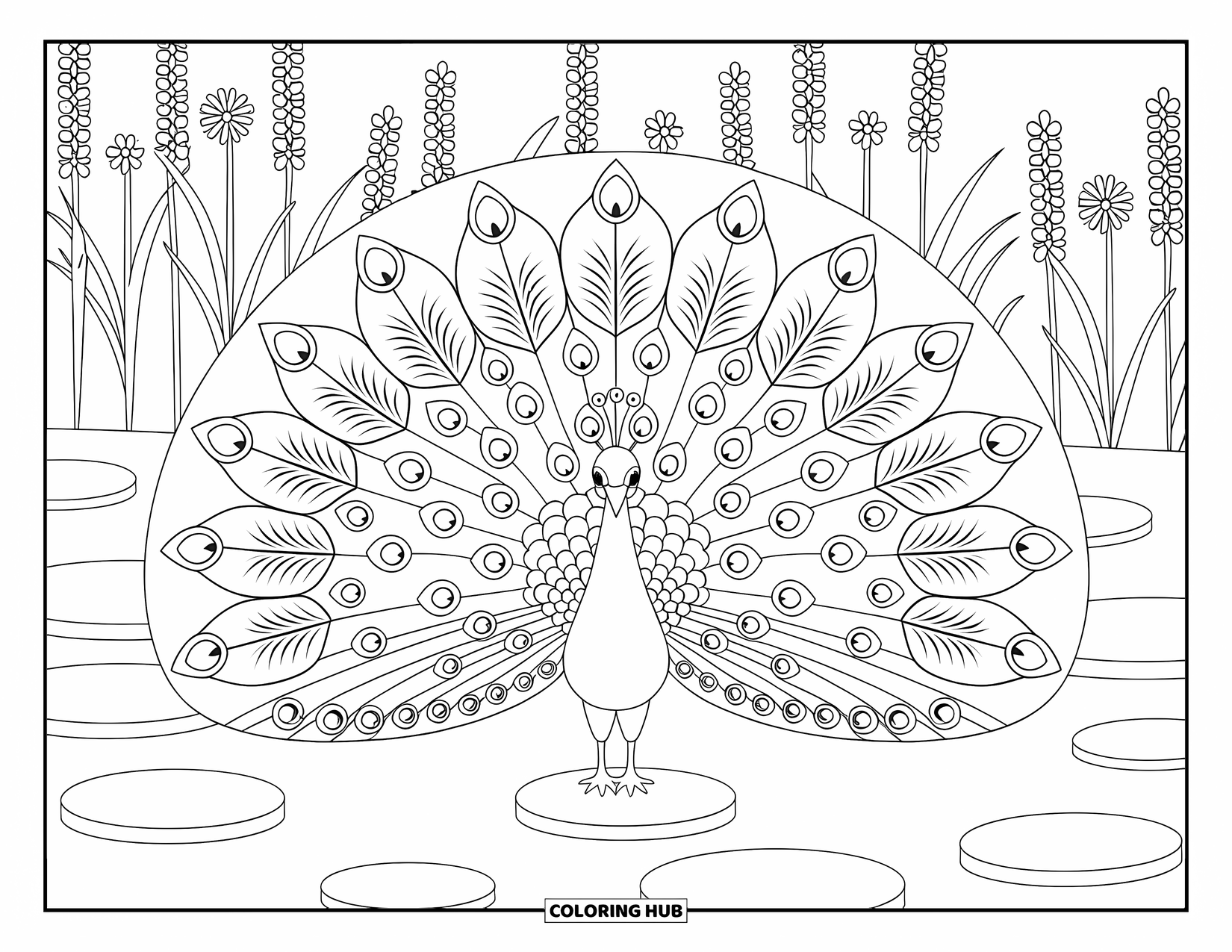 Letter P Coloring Page for Kids: A peacock spreads its feathers in a garden full of flowers and stepping stones