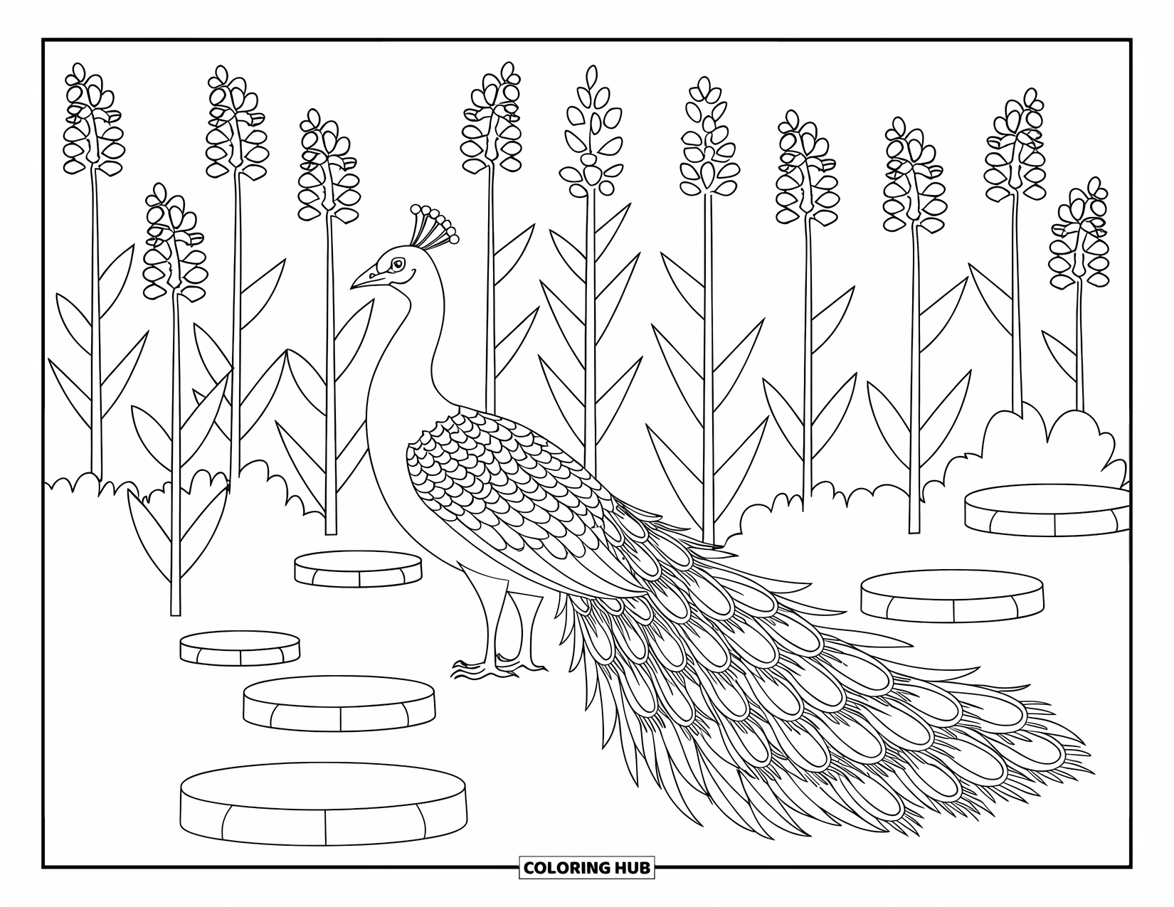 Letter P Coloring Page for Kids: A proud peacock shows off its feathers among tall flowers and a garden path