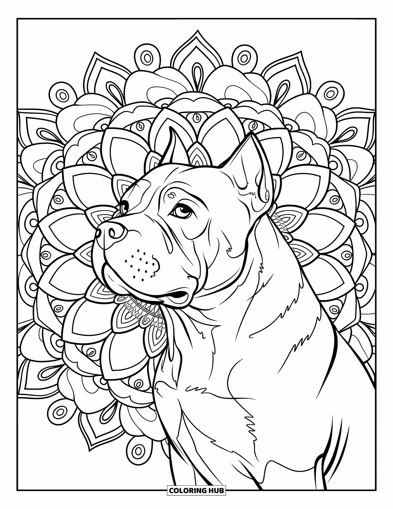 Pitbull Ausmalbild für Erwachsene: Pitbull blickt direkt vor einen wirbelnden Mandala-Hintergrund
