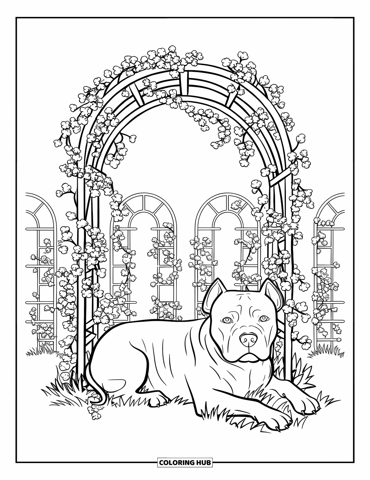 Pitbull Ausmalbild für Erwachsene: Pitbull entspannt unter einem Spalier mit blühenden Kletterpflanzen