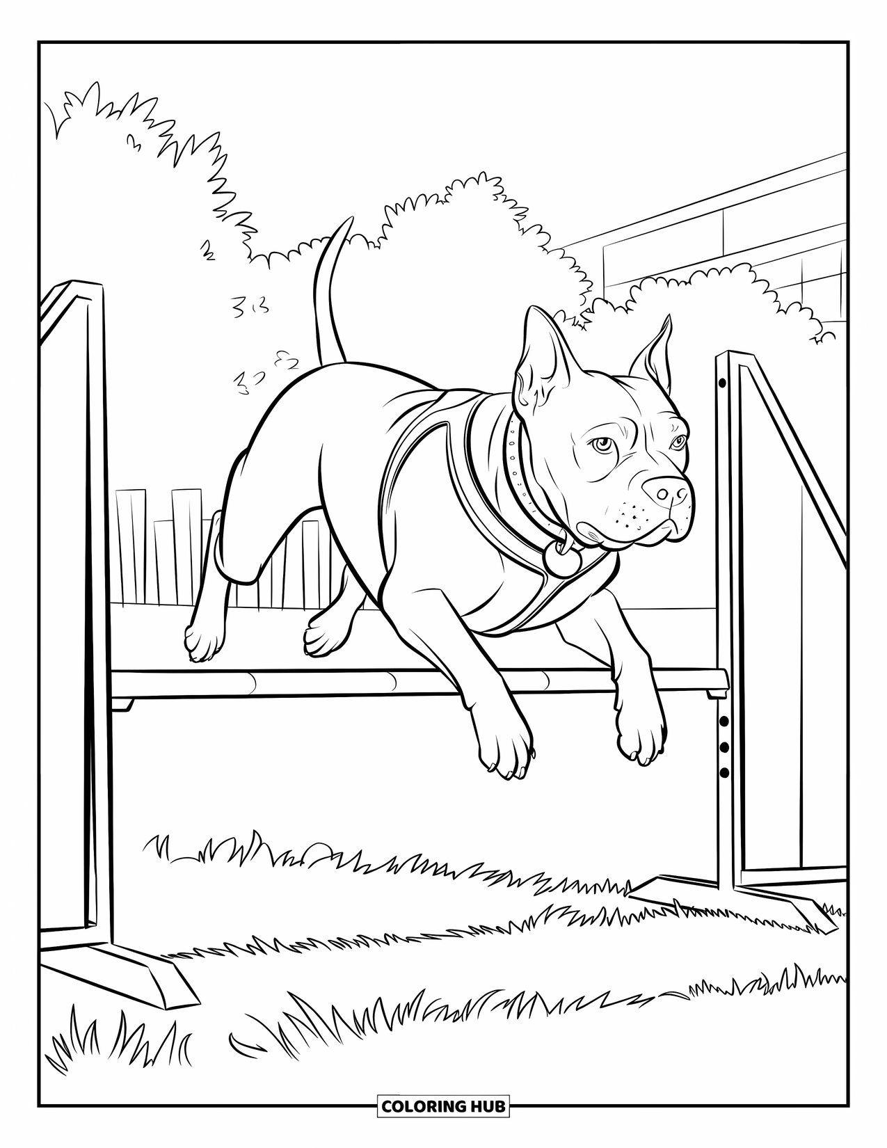 Pitbull Ausmalbild für Kinder: Pitbull springt auf einem sonnigen Trainingsfeld über eine niedrige Hürde