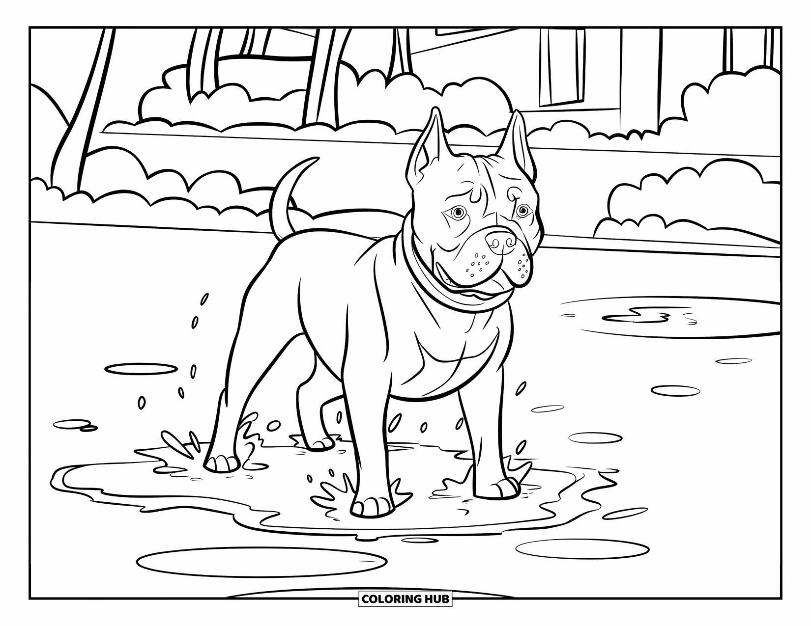 Pitbull Ausmalbild für Kinder: Pitbull spritzt verspielt mit seinen Pfoten in Pfützen nach einem frischen Regen