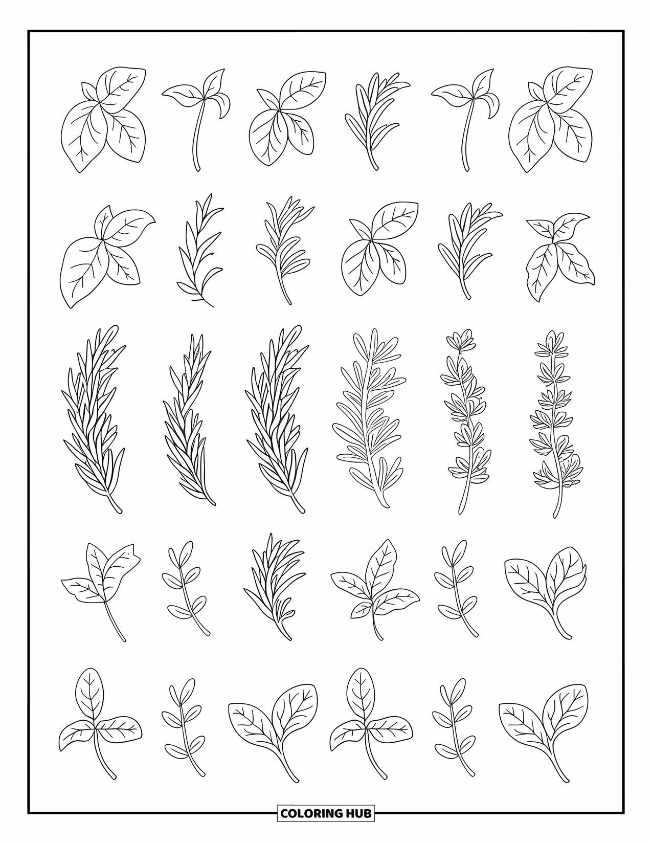Desenho de planta para colorir para adultos: Ervas como manjericão e tomilho se repetem em uma grade suave e equilibrada