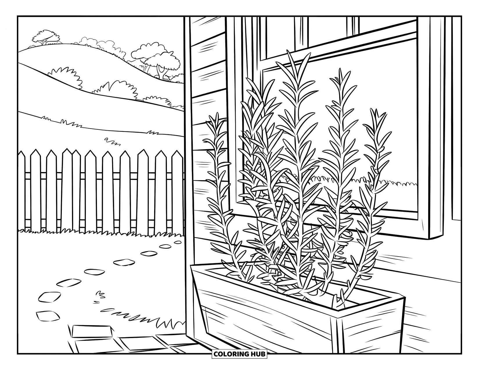 Desenho de Planta para Colorir para Crianças: Uma planta de alecrim cresce em uma caixa de madeira do lado de fora de uma janela ensolarada e caminho do jardim