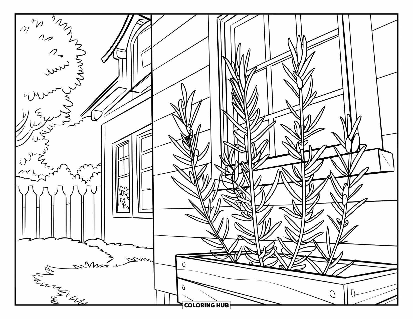 Desenho de Planta para Colorir para Crianças: Uma planta de alecrim cresce perto de uma janela ensolarada da casa com árvores e uma cerca por perto