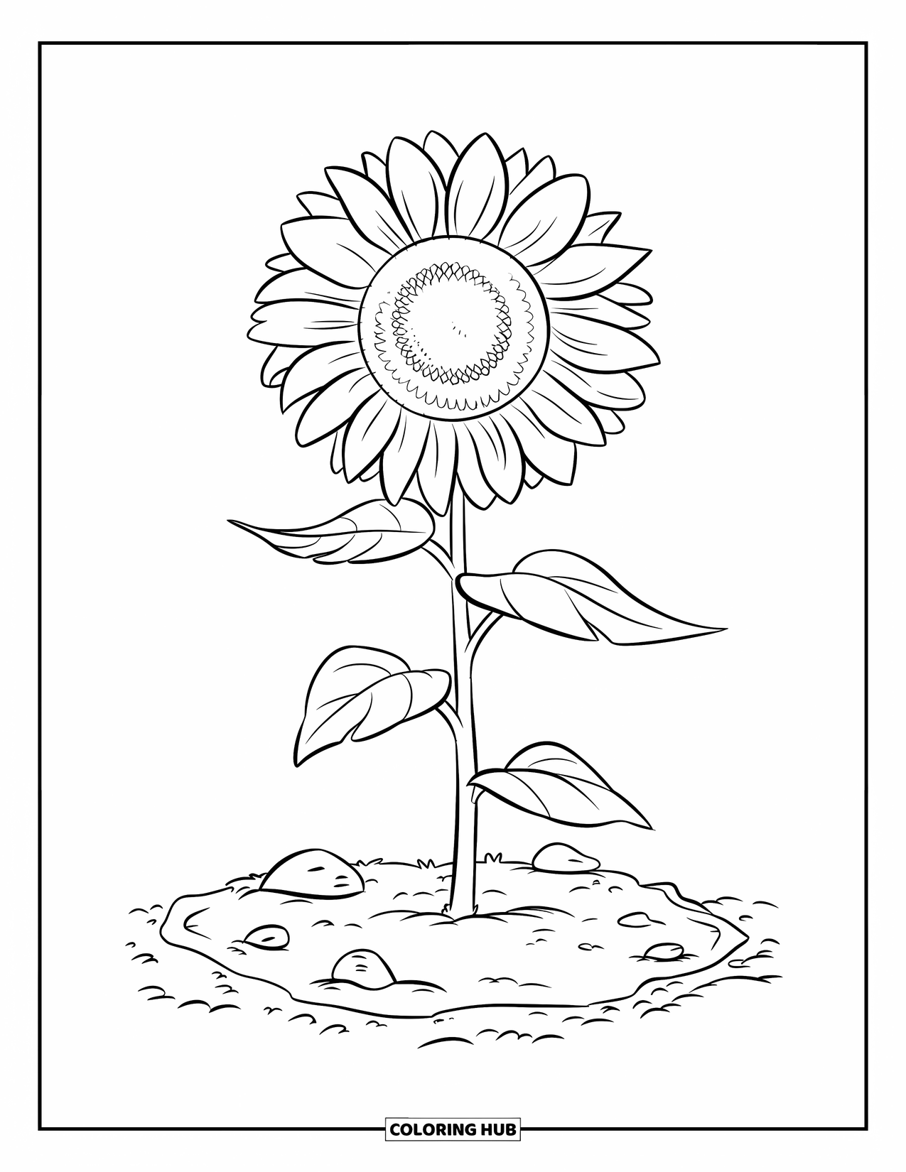 Desenho de Planta para Colorir para Crianças: Um único girassol cresce alto em um canteiro de jardim rochoso