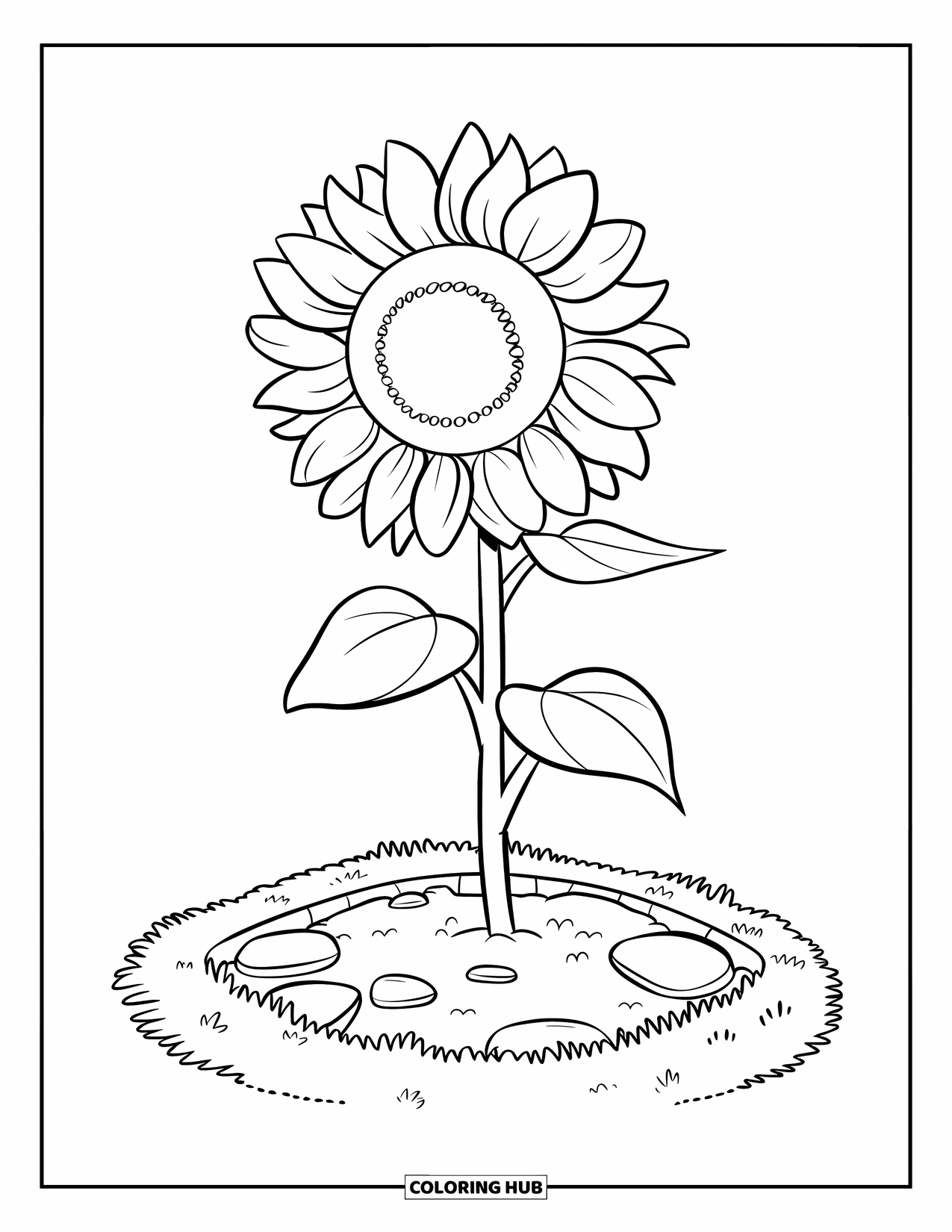 Desenho de Planta para Colorir para Crianças: Um girassol se eleva de um canteiro de jardim com pedras e grama
