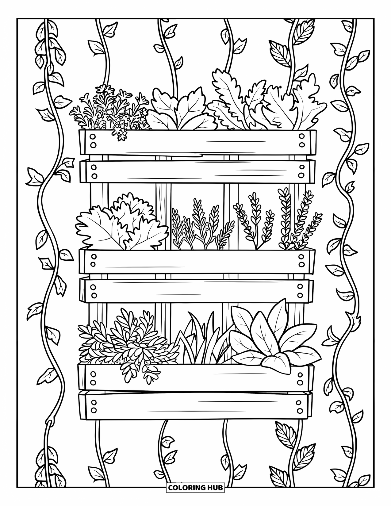 Desenho de Planta para Colorir para Crianças: Um jardim vertical de ervas como tomilho e salsa cresce em caixotes de madeira organizados