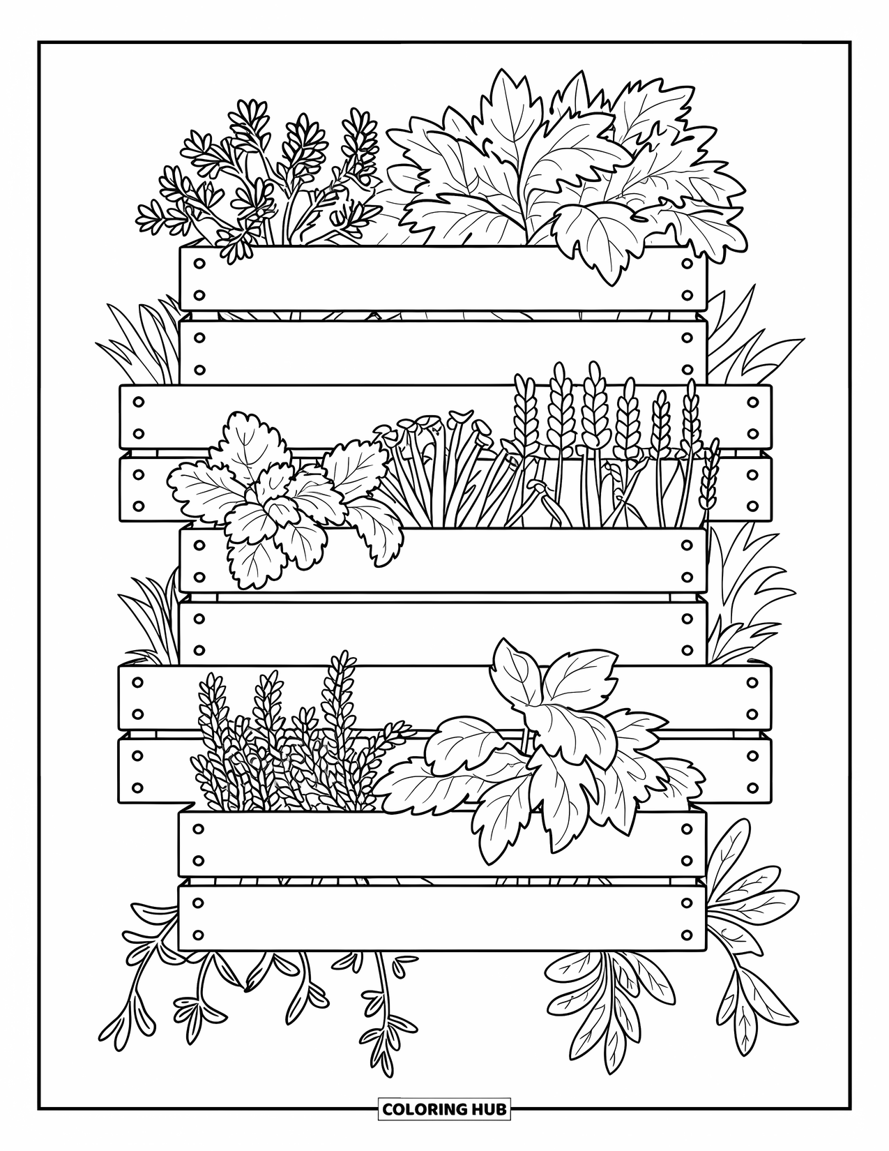 Desenho de Planta para Colorir para Crianças: Ervas como sálvia e hortelã crescem em caixotes de madeira empilhados em um jardim vertical
