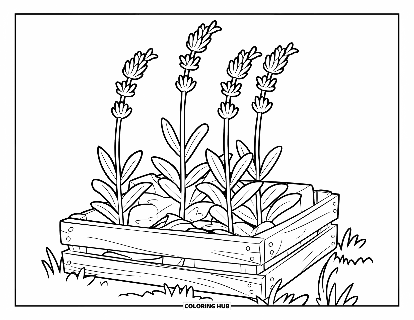 Desenho de Planta para Colorir para Crianças: Plantas de lavanda crescem em um caixote apoiado em um campo tranquilo