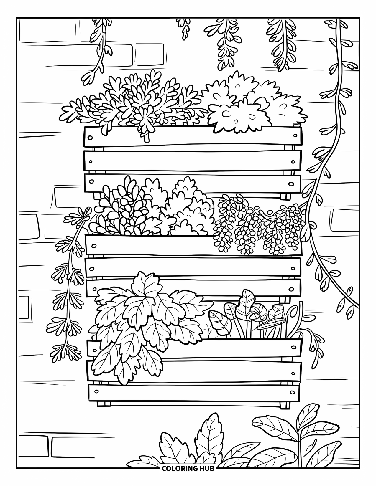 Desenho de Planta para Colorir para Crianças: Caixotes de madeira empilhados como um jardim vertical cultivam ervas como hortelã e lavanda
