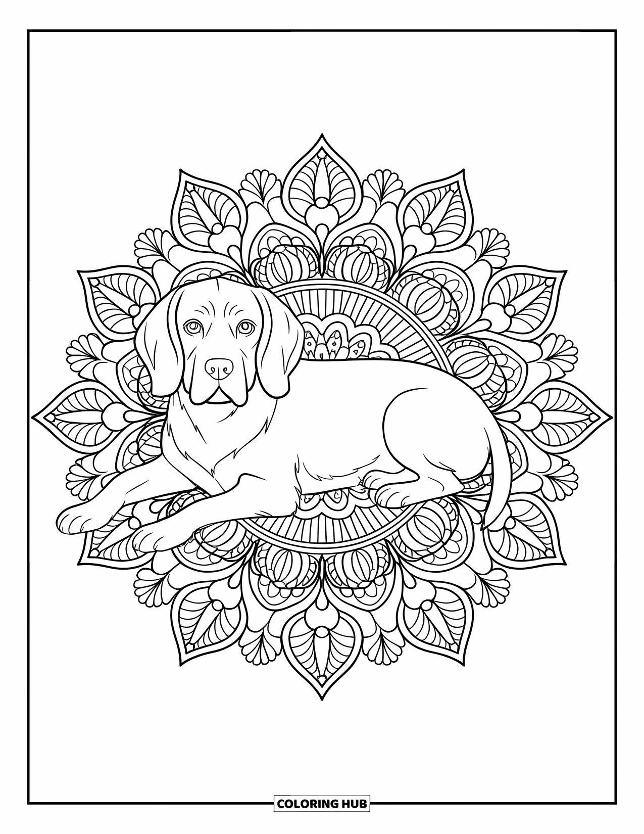 Beagle Coloring Page for Adults: Calm beagle lying down inside a large botanical mandala design