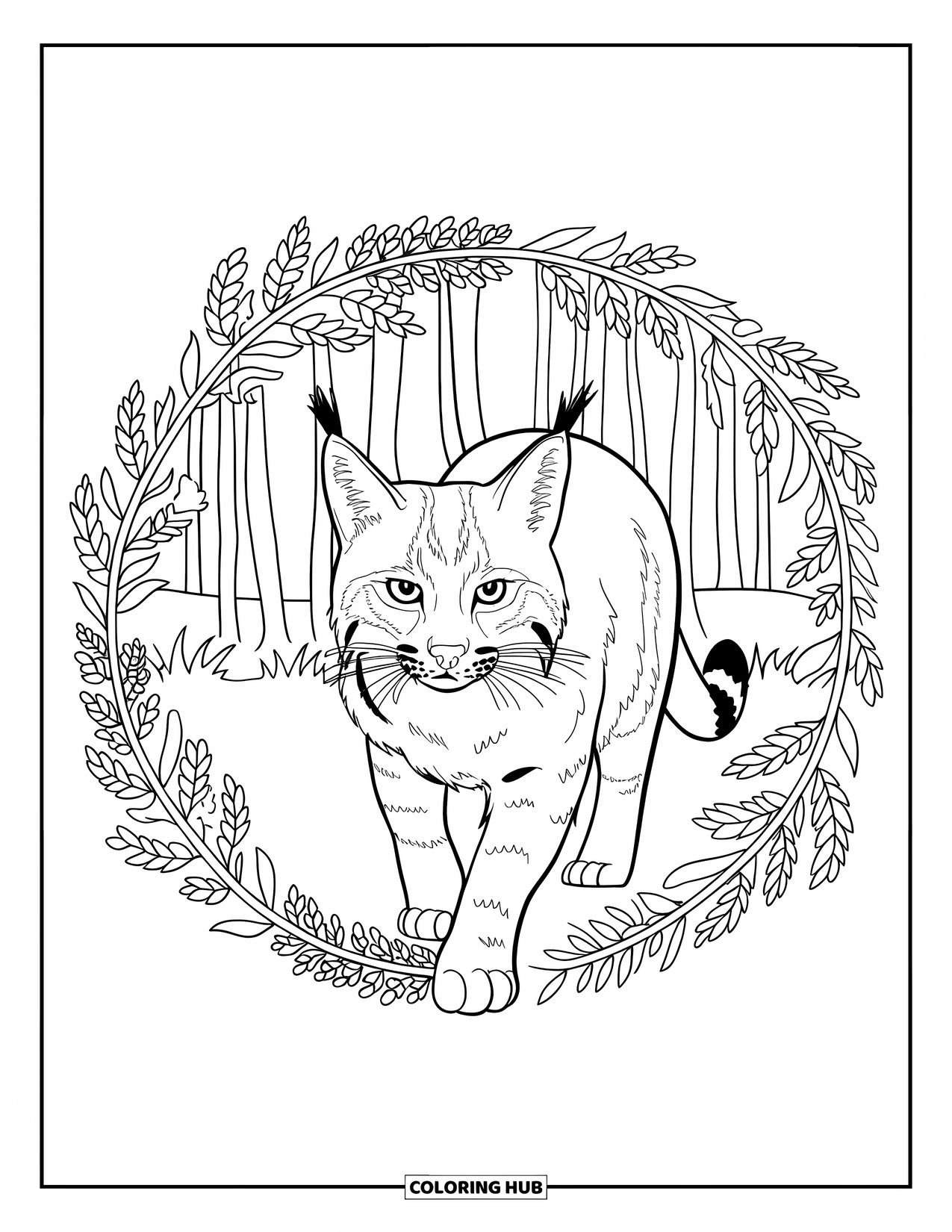 Bobcat Coloring Page for Adults: A bobcat walks toward you in a circle of woodland plants and ferns