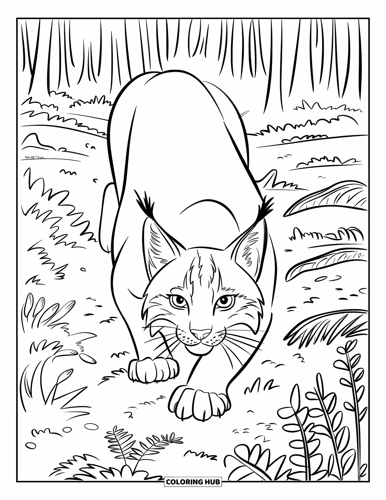 Bobcat Coloring Page for Kids: A bobcat crouches in thick undergrowth, ready to pounce