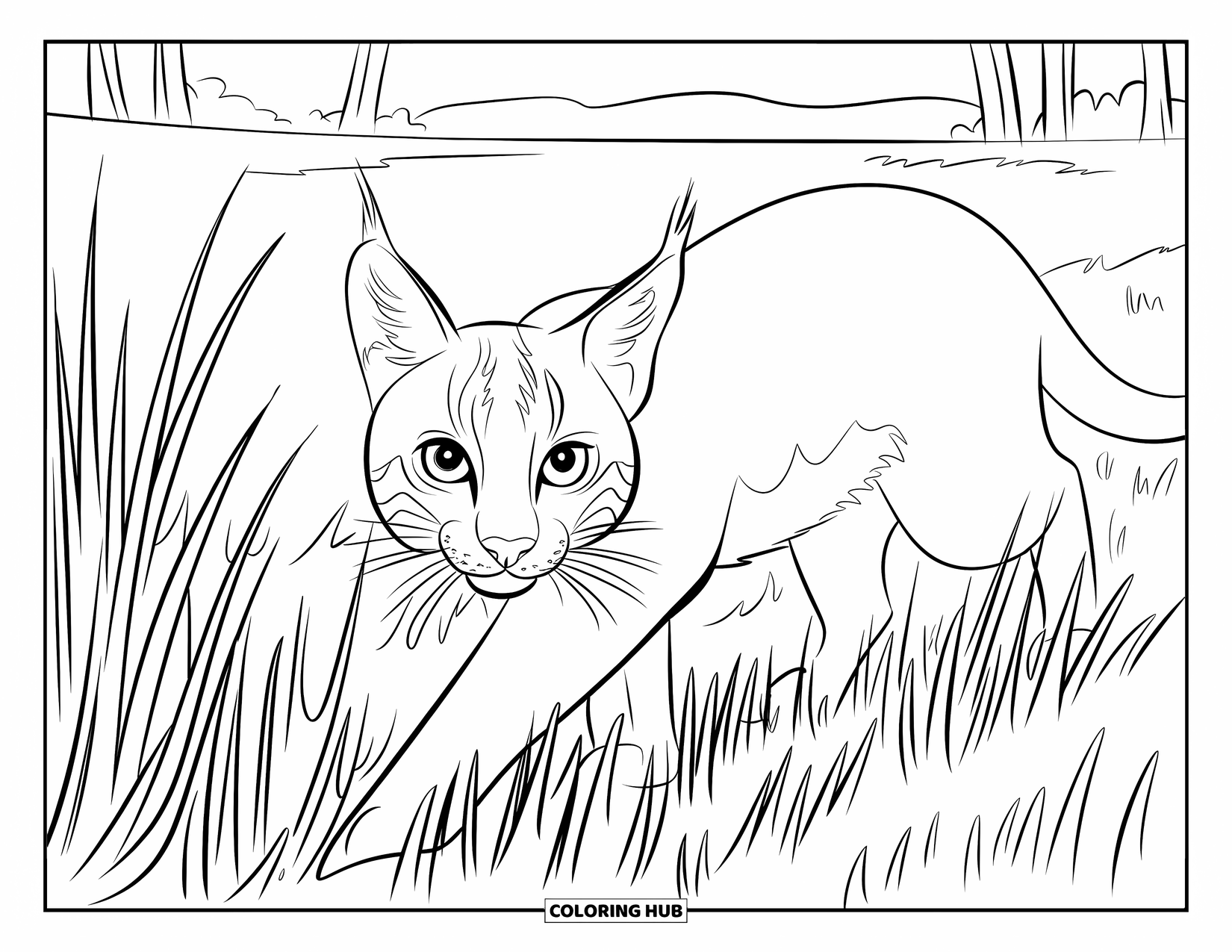 Bobcat Coloring Page for Kids: A bobcat with perked ears creeps through long swaying grass