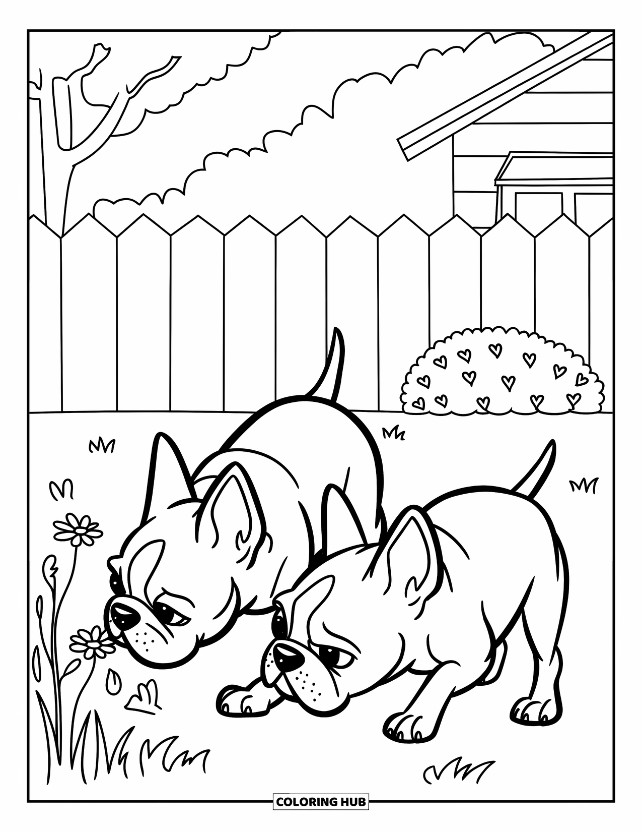 Boston Terrier Coloring Page for Kids: Two Boston Terriers sniffing flowers happily in a backyard near a fence