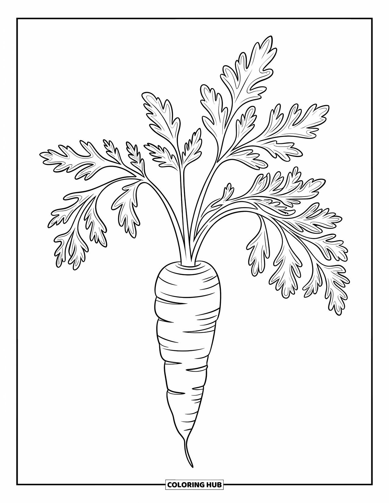 Carrot Coloring Page for Kids: A labeled drawing shows a carrot's root and leafy top
