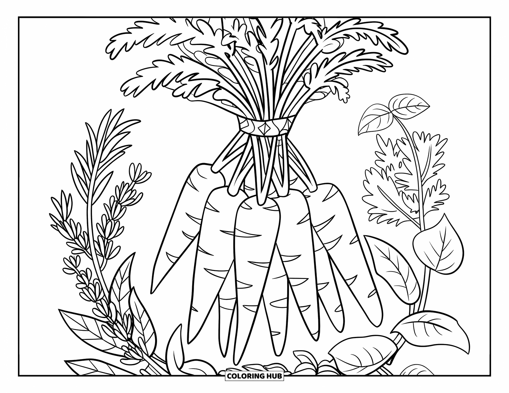 Carrot Coloring Page for Kids: Carrots and herbs are bundled with a cute patterned ribbon