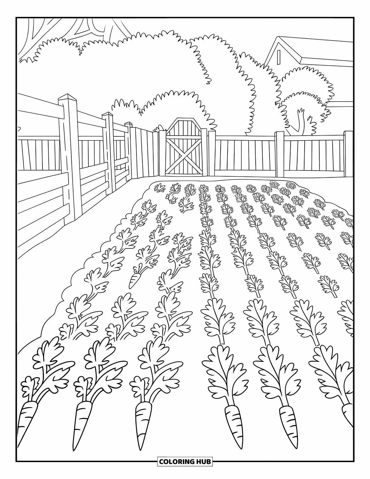 Carrot Coloring Page for Kids: Carrots grow in neat rows inside a farm garden with a wooden fence