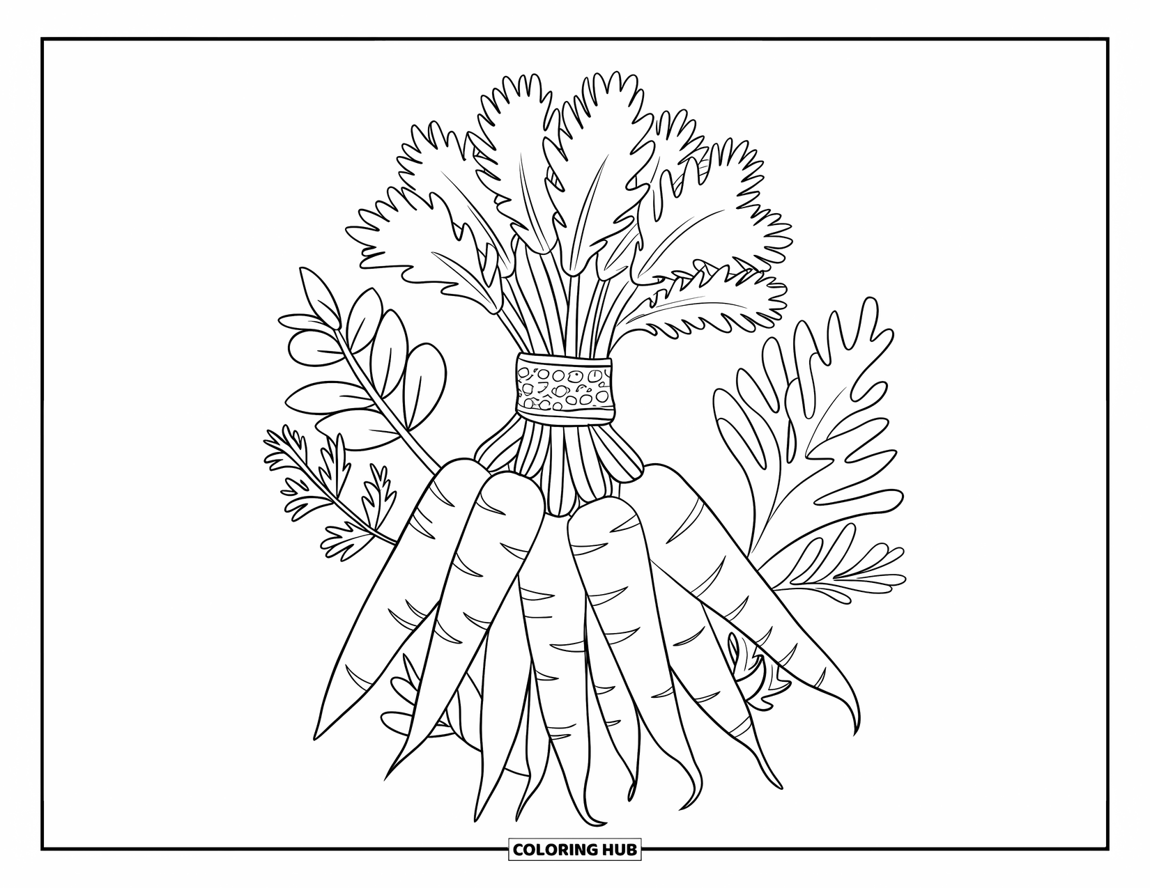 Carrot Coloring Page for Kids: Tied carrots sit with herbs like rosemary, thyme, and basil