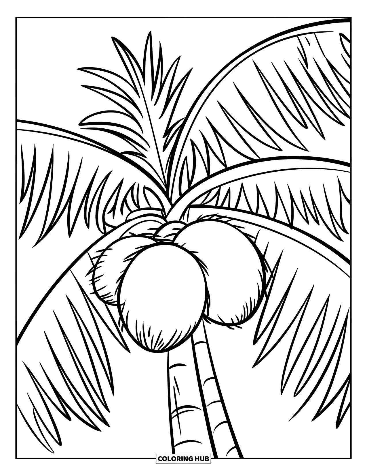Coconut Coloring Page for Kids: Palm tree close-up with three coconuts drawn in clean, bold style