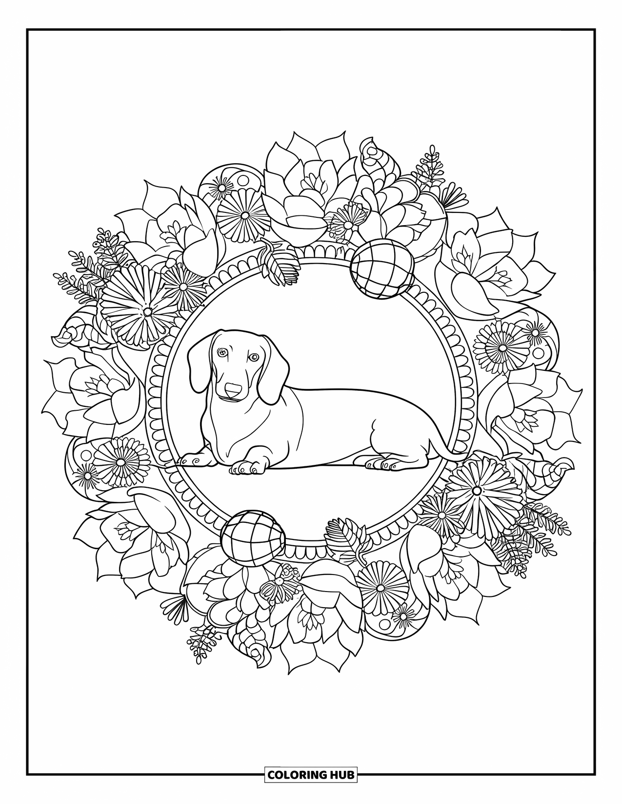 Dachshund Coloring Page for Adults: A dachshund rests in the center of a mandala made of flowers and succulents
