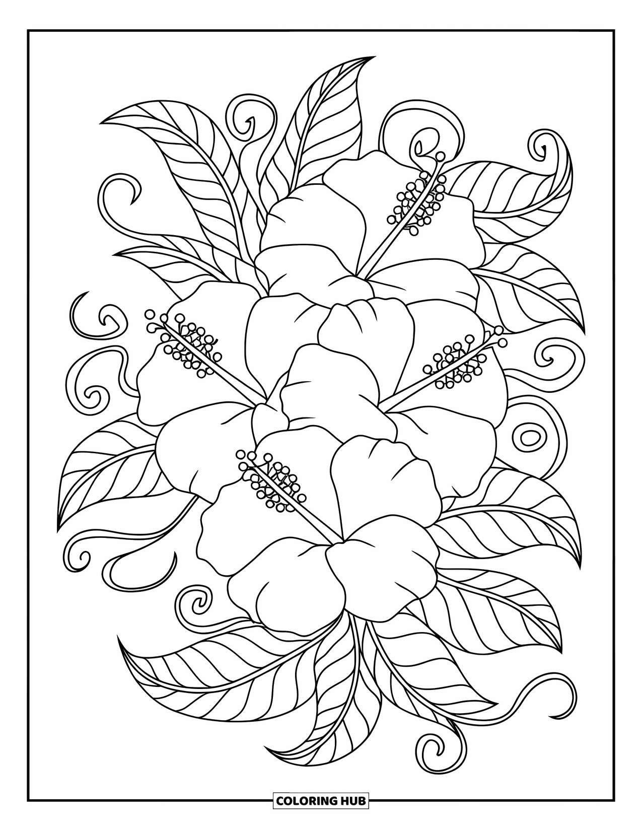 Hawaii Coloring Page for Adults: A cluster of hibiscus blooms is wrapped in curvy leaves and vines