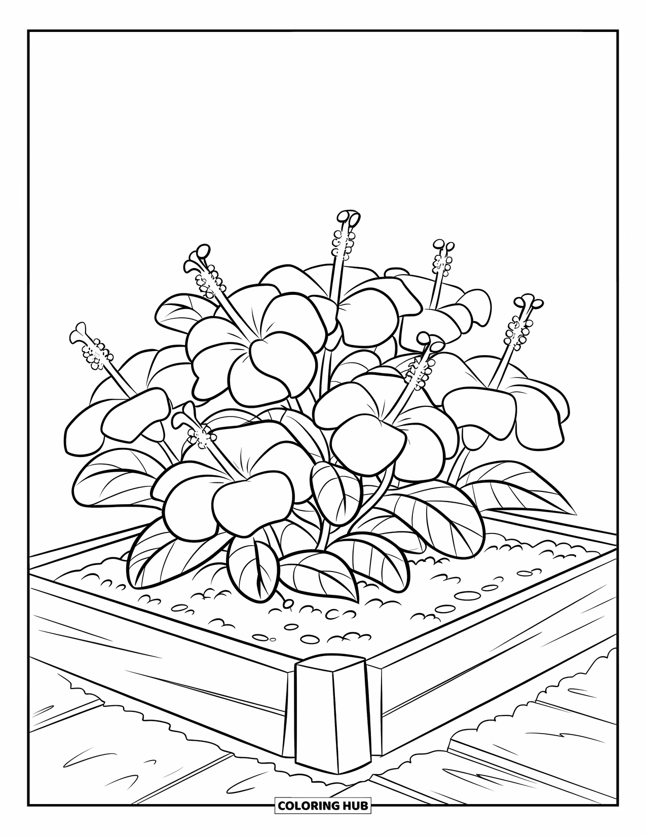 Hibiscus Coloring Page for Kids: Cozy garden bed filled with blooming hibiscus flowers