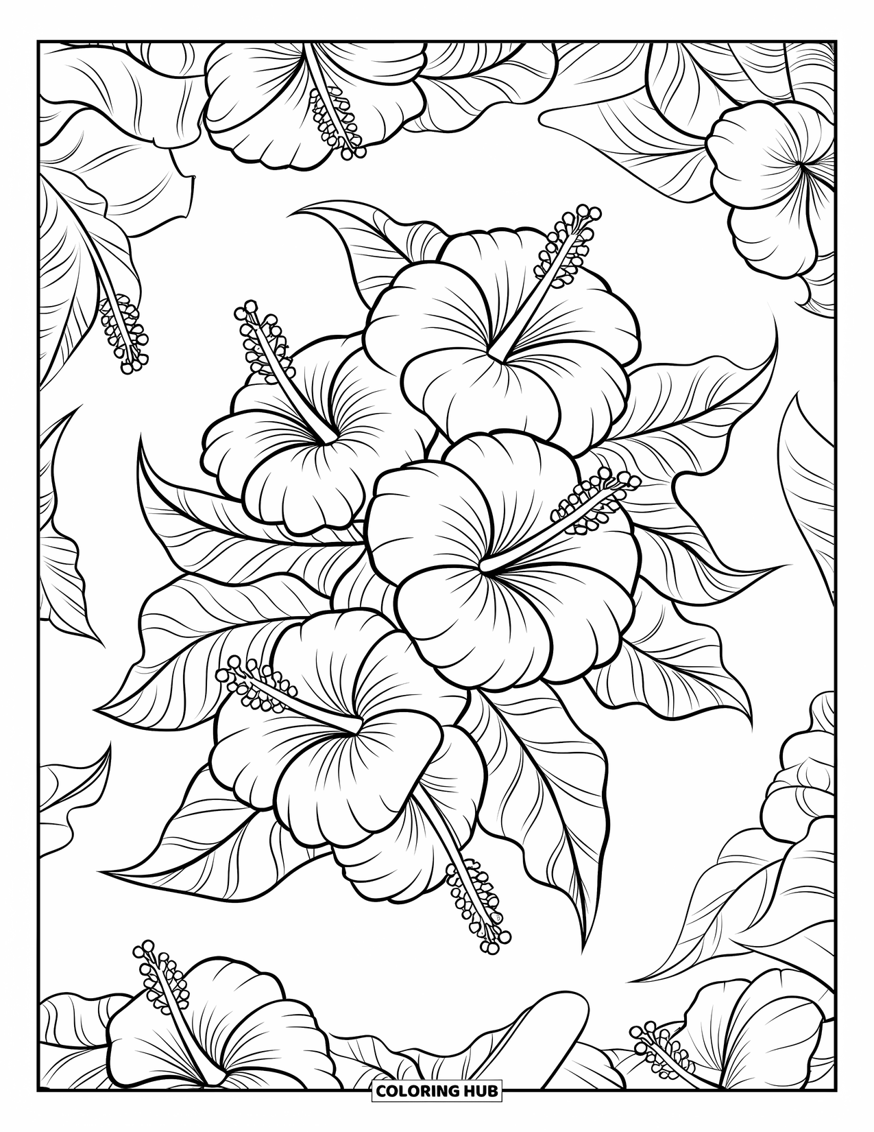 Hibiscus Coloring Page for Kids: Hibiscus flowers and curly leaves in a bold floral cluster