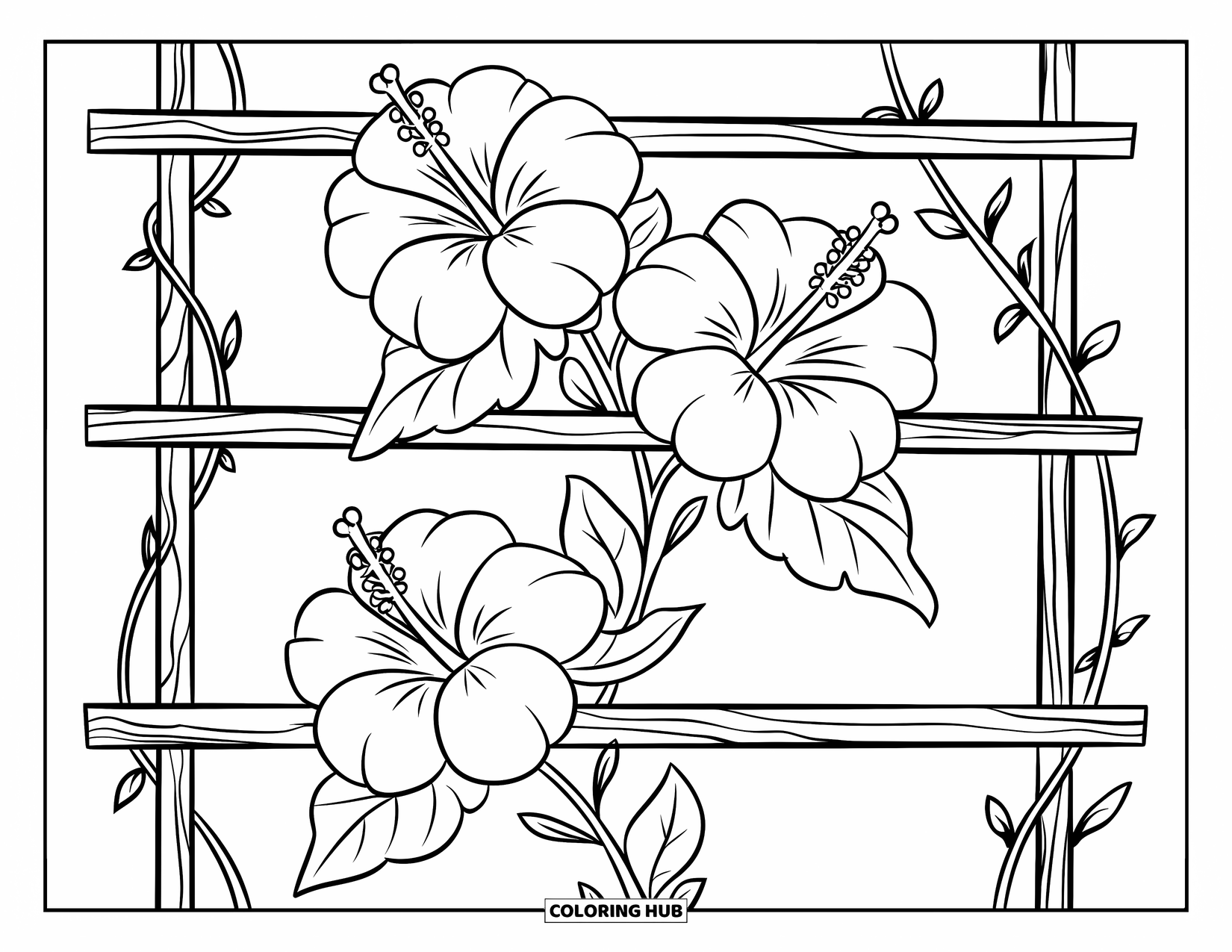 Hibiscus Coloring Page for Kids: Large hibiscus flowers twisting up a wooden trellis