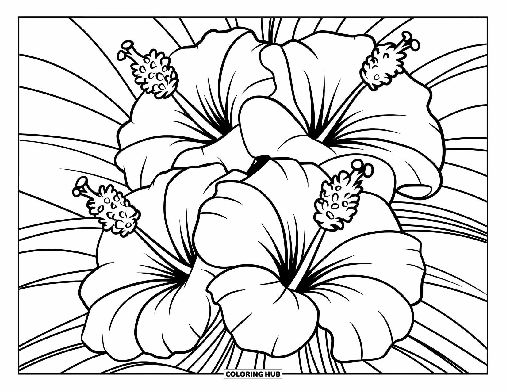 Hibiscus Coloring Page for Kids: Three hibiscus flowers with swirls in a simple floral design
